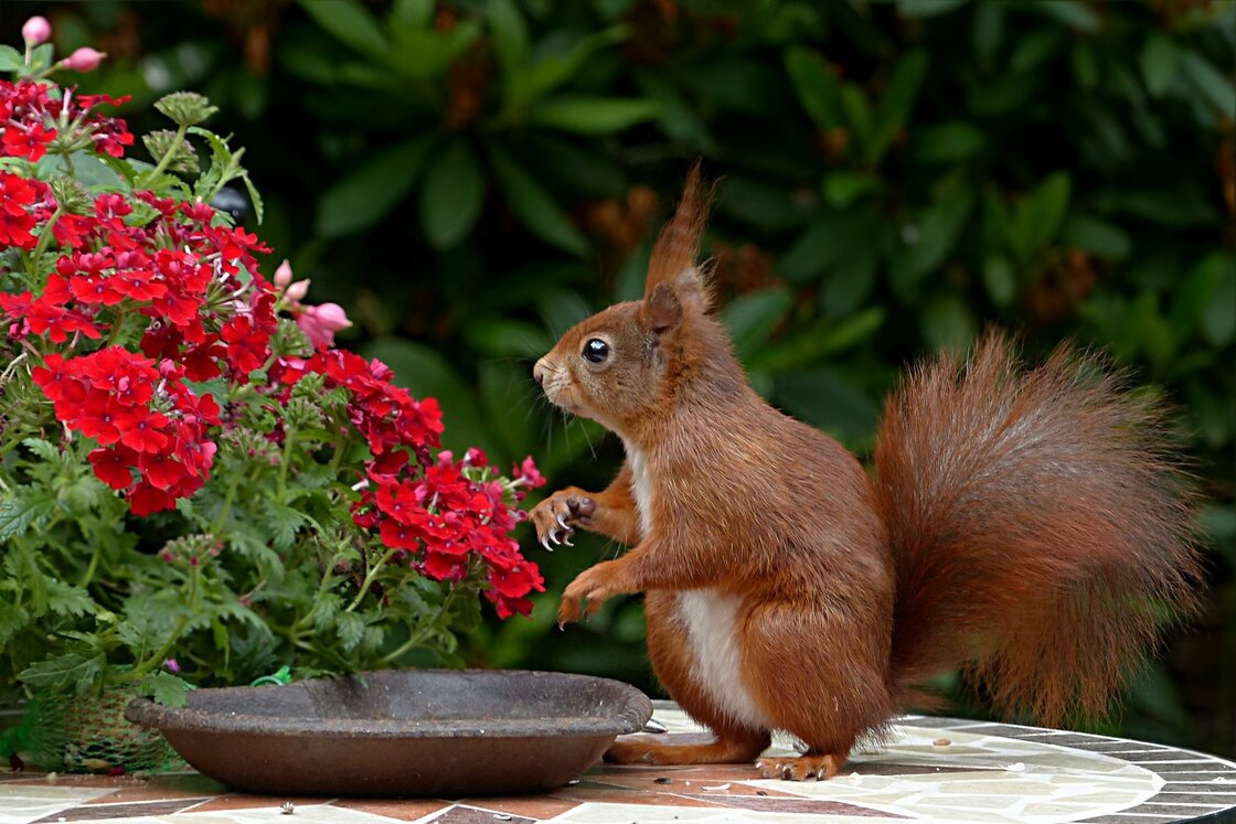 DIEREN IN DE TUIN