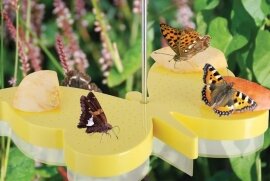 Vlinders, bijen en insecten