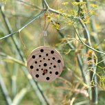 Insectenbloek rond Gorgona - Tuinspul