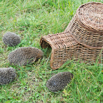 jonge egeltjes met moeder egel in egelmand