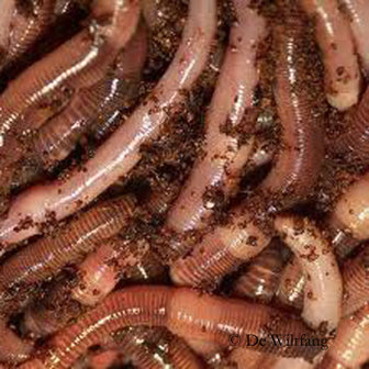 compostwormen, compostworm, wormenbak, wormbak wormen