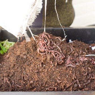 compostwormen, compostworm, wormenbak, wormbak wormen