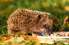 Egels in uw Tuin