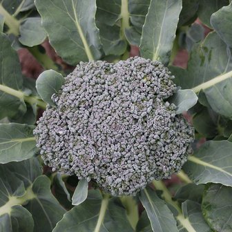 Broccoli Groene Calabrese