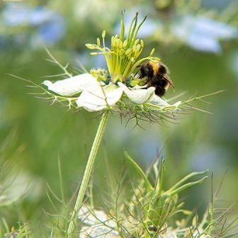 Biologische Zadenpakket 'Bijen en vlinders' | Online bestellen bij Tuinspul.nl