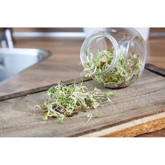 Buzzy Organic spruitgroente in pot - Salademix