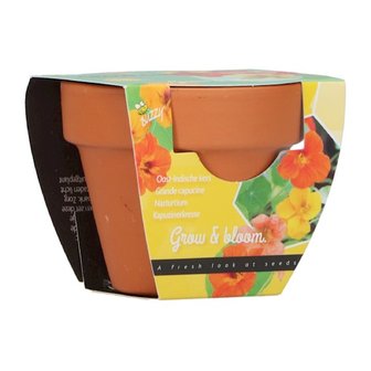 Grow Gifts Oost-Indische Kers - Buzzy