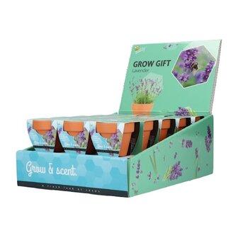 Grow Gifts Lavendel  - Buzzy Display