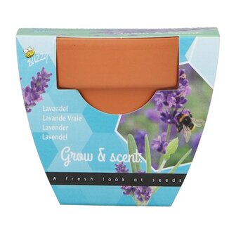 Grow Gifts Lavendel  - Buzzy