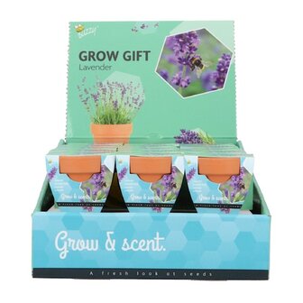 Grow Gifts Lavendel  - Buzzy Display
