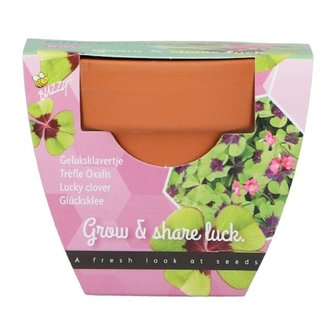 Grow Gifts Klavertje 4  - Buzzy