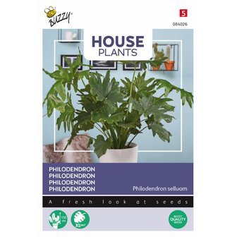 House Plants Philodendron Selluom