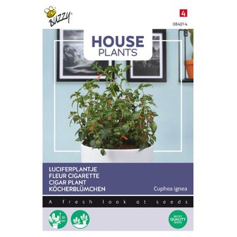 House Plants Cuphea, Luciferplantje