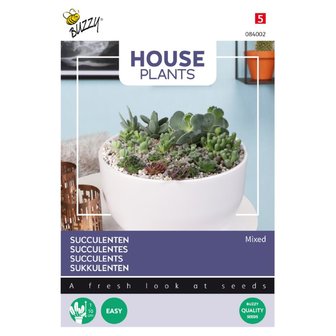 House Plants Mixed Succulents, vetplanten