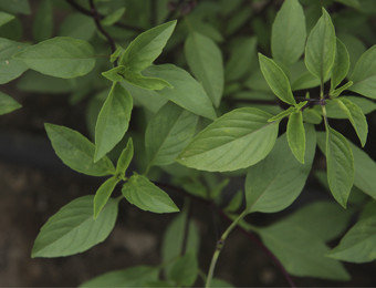 Thaise basilicum