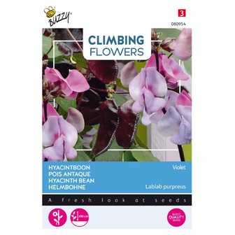 Climbing Flowers, Dolichos lablab, Hyacinthboon