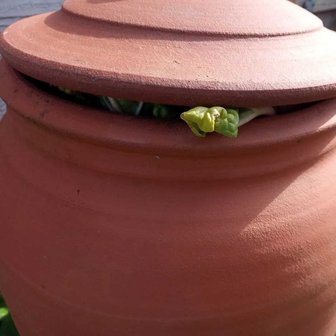 Bleekpot Rabarberpot XL, ambachtelijk
