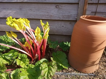Bleekpot Rabarberpot, ambachtelijk, bleekpot, forching