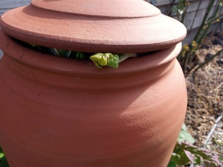 Bleekpot Rabarberpot, ambachtelijk, bleekpot, forching