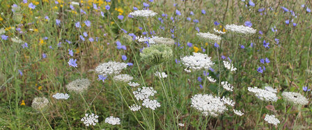 biodiversity-wildflowers
