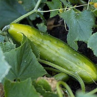 Biologische zaden | komkommer Marketmore