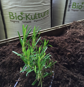 Border bemesten met biologische basisbemesting uit een big bag voor een heel jaar voeding