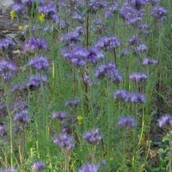 Phacelia - Groenbemester