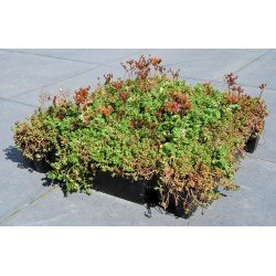 Sedum tray - kant en klaar klik systeem