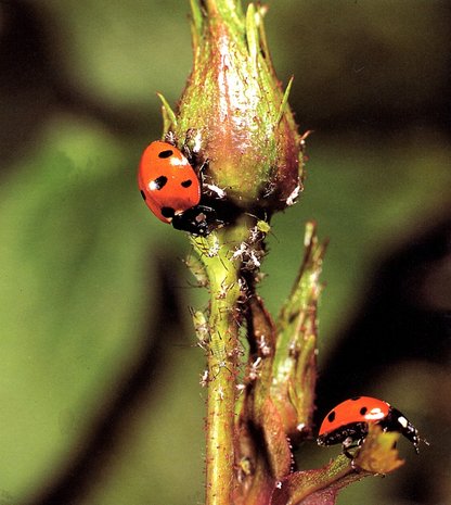 Lieveheersbeestje 100% natuurlijke bestrijding van bladluizen