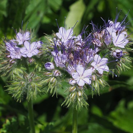 Phacelia - Groenbemester