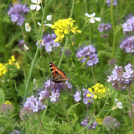 Biologische Zadenpakket 'Bijen en vlinders' | Online bestellen bij Tuinspul.nl