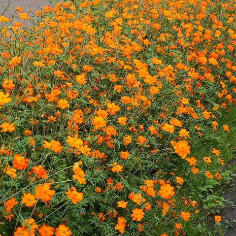 Biologische Cosmea, Oranje