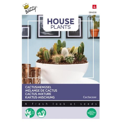 House Plants Cactus mengsel