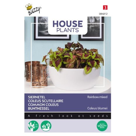 House Plants Coleus, Siernetel Rainbow mix