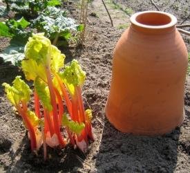 Bleekpot Rabarberpot, ambachtelijk