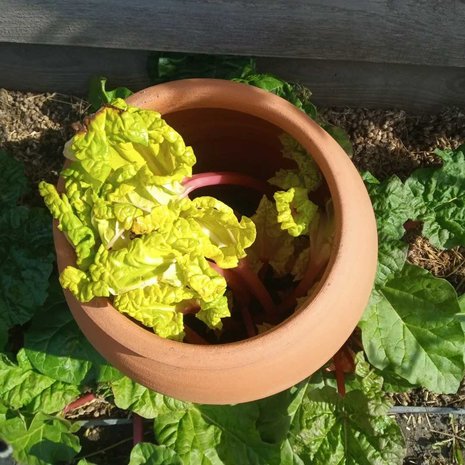 Bleekpot trekpot, trekpotten, bleekpot rabarberpot, bleken, forceren, moestuin, zeekoolpot, andijvie, cloche, bleekcloche, vict