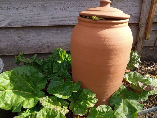 Bleekpot Rabarberpot, ambachtelijk, terracotta, forching