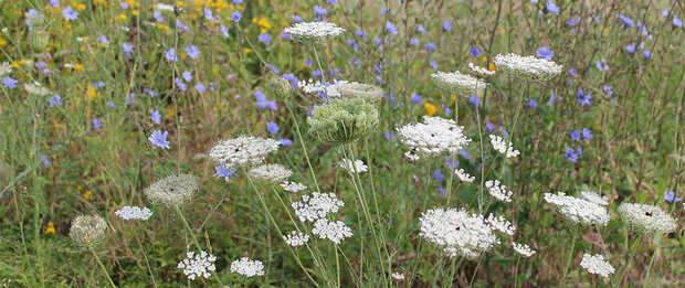 biodiversity-wildflowers