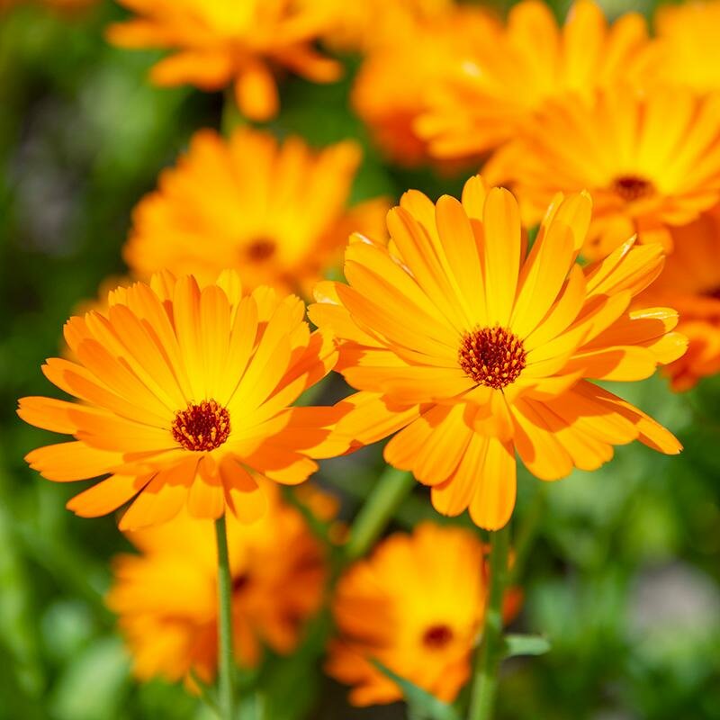 Eenjarige-bloemen