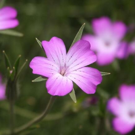 Eetbare-bloemen