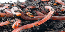 Composteren-met-wormen