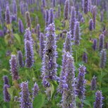 Dropplant - agastache foeniculum Dropplant - agastache foeniculum