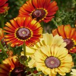 Bonte ganzenbloem 'Flame Shades' Bonte ganzenbloem 'Flame Shades'
